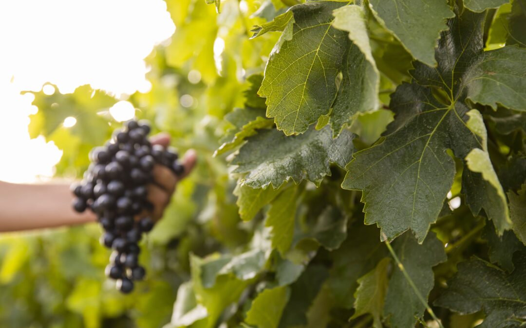 visitar bodegas en La Rioja