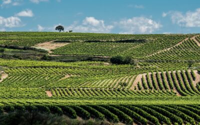 Wine getaway through the vineyards of La Rioja