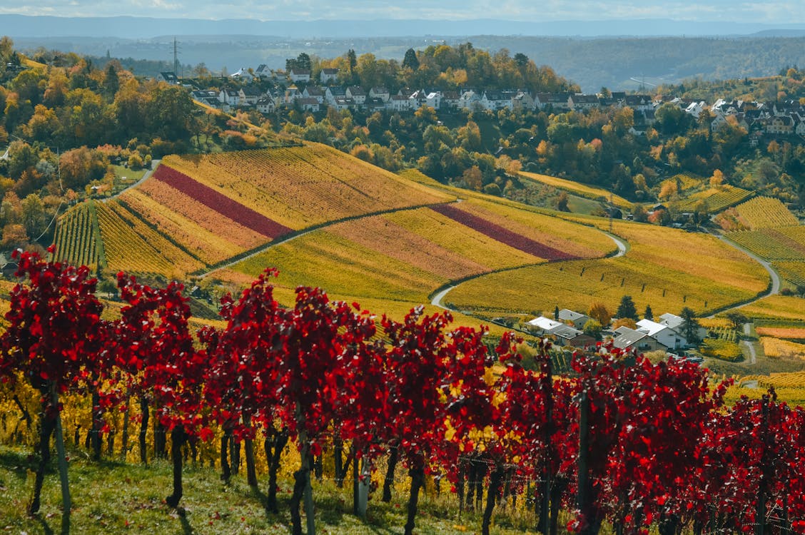 viñedo en La Rioja