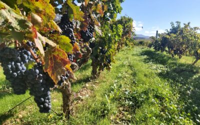 Enoturismo sostenible: vino con responsabilidad ambiental