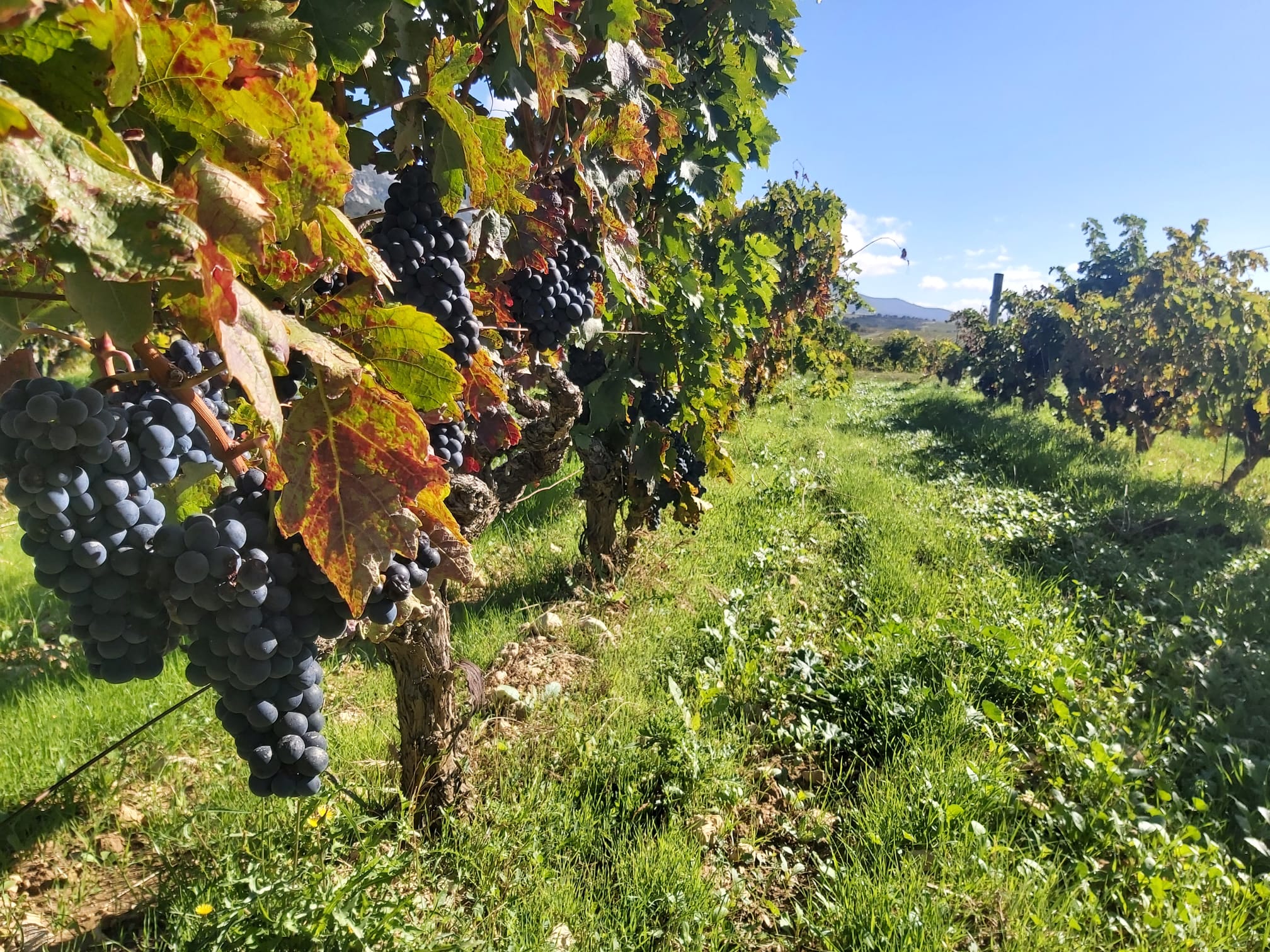 Bodegas J.F. Iradier